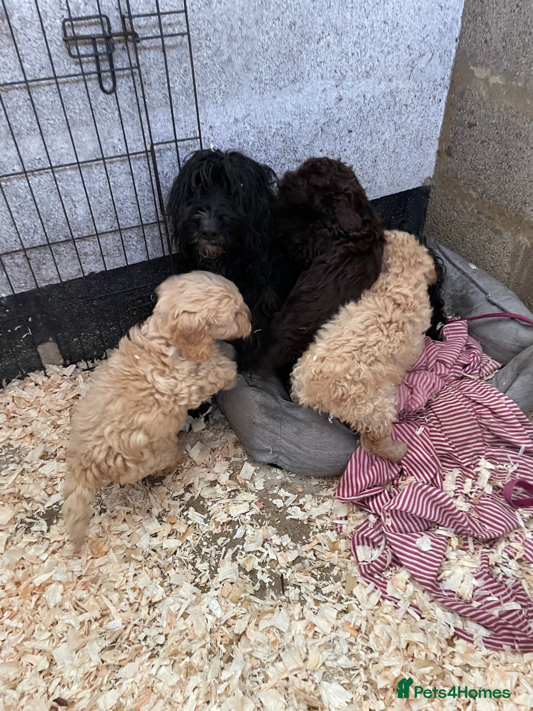 Cockapoo dogs for sale: 3 gorgeous boys ready for their homes    - Advert 3