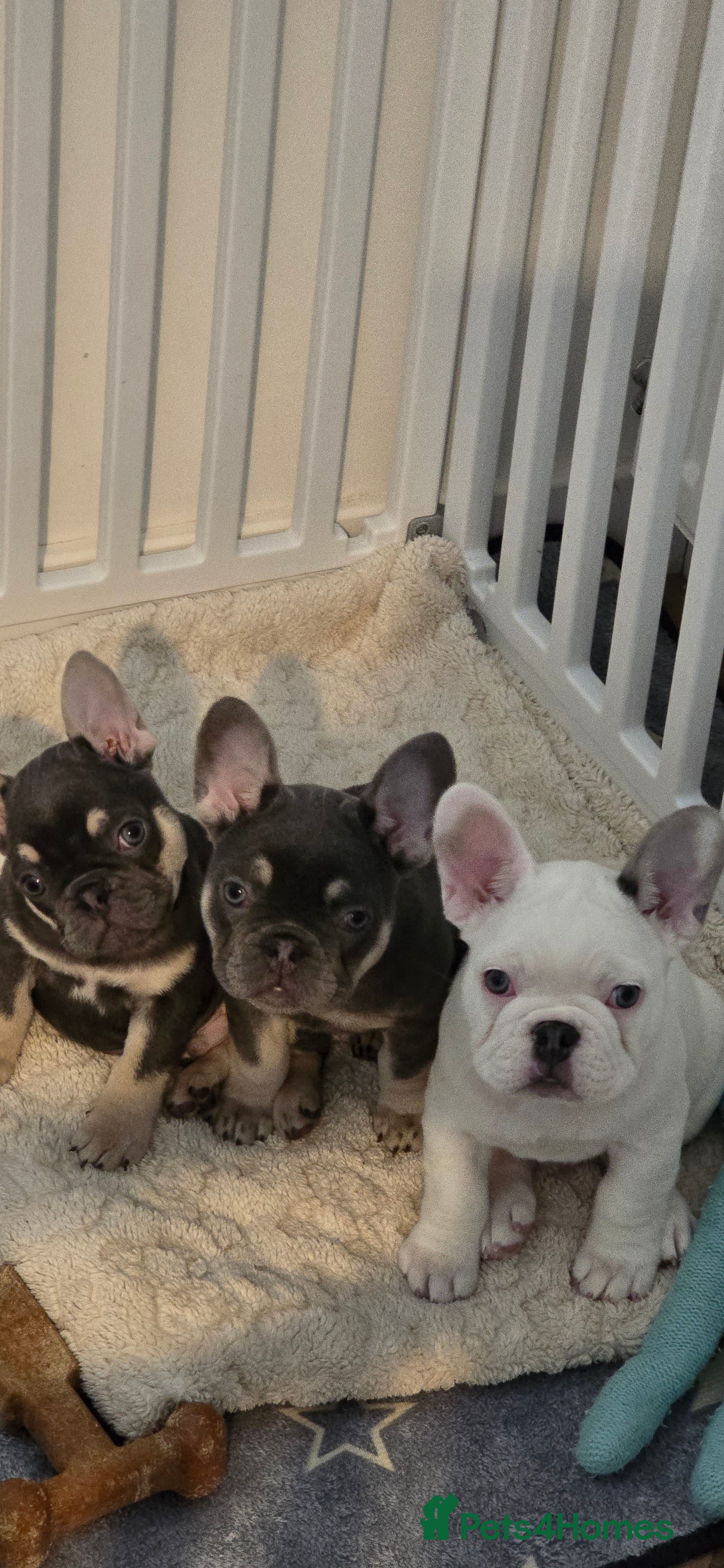 French Bulldog dogs 3 Stunning French bulldog pups Available - Advert 3