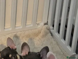 French Bulldog dogs 3 Stunning French bulldog pups Available - Advert 3