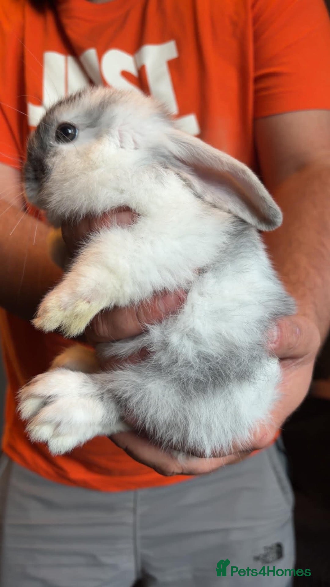 Mini Lop rabbits Mini lop babies - Advert 13