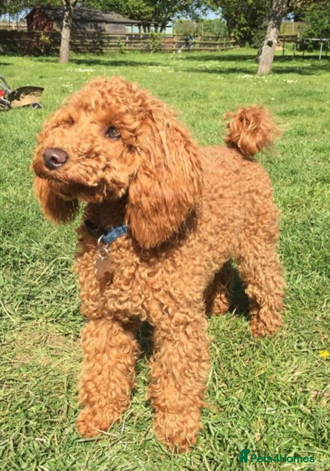 Miniature Poodle dogs for stud: FOR STUD. WELL PROVEN MINIATURE POODLE in Grimsby - Advert 40