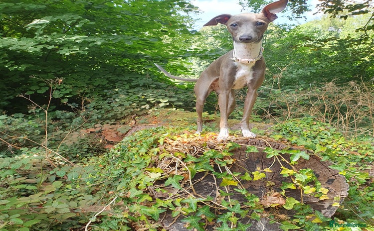 Italian Greyhound dogs - Advert 2