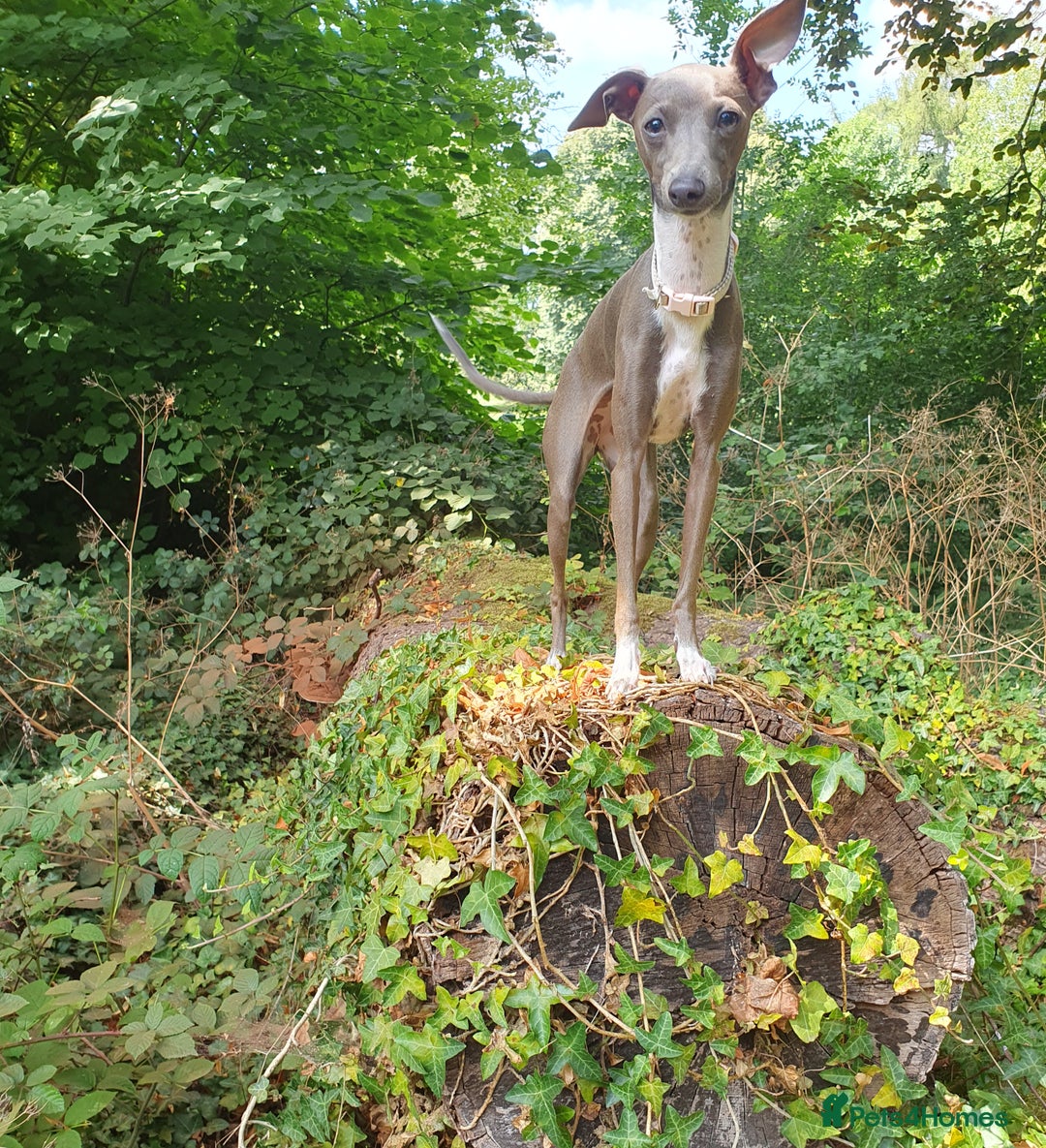 Italian Greyhound dogs for sale: Italian greyhound pup - Image 1