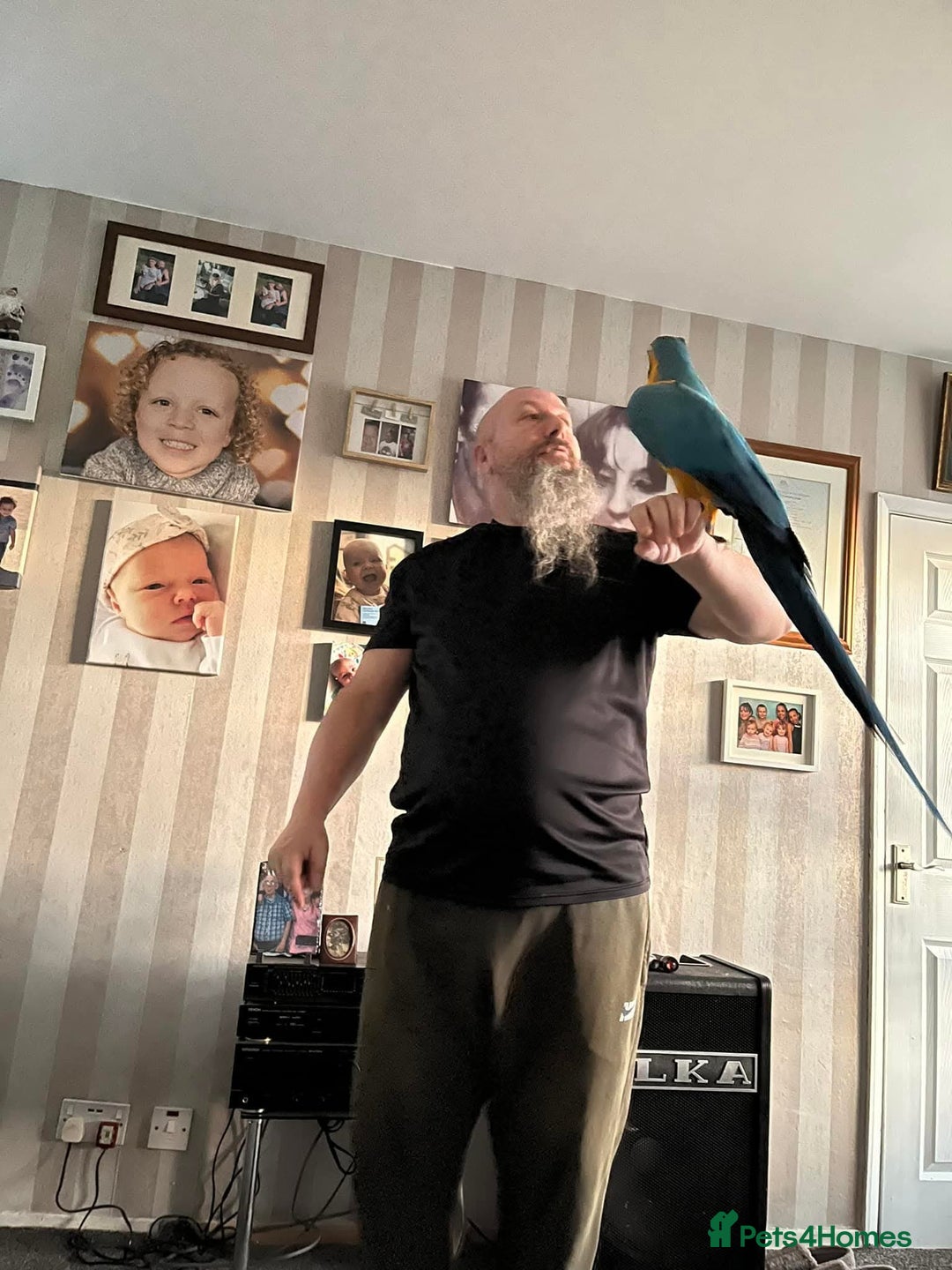 Macaws birds for sale: Dave looking for a new home - Image 3