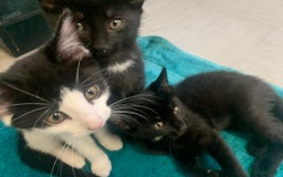 Mixed Breed cats for sale: Gorgeous little panthers - Image 2