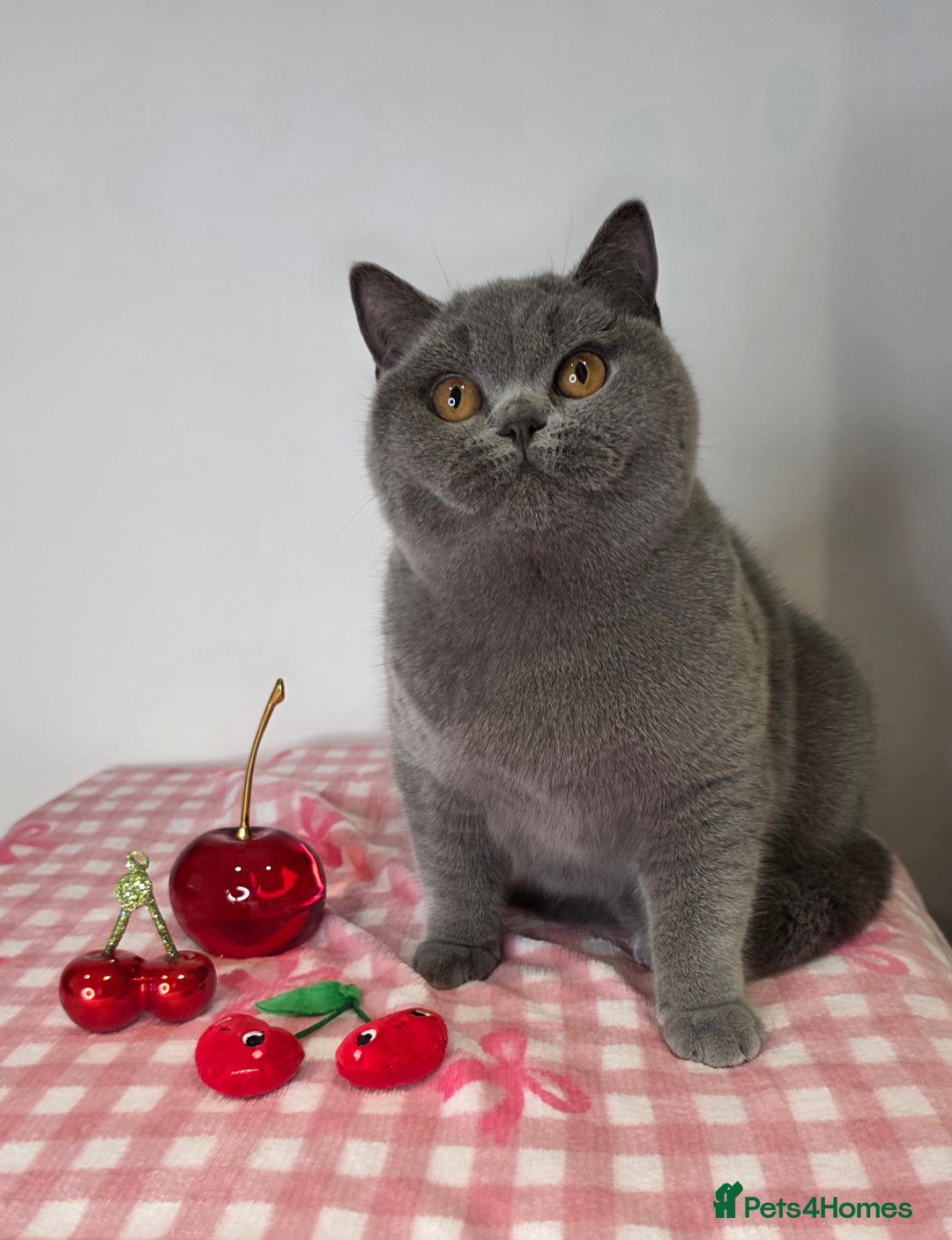 British Shorthair cats for sale: CHAMPION SIRED GCCF REG PEDIGREE BLUE BSH KITTEN - Advert 2