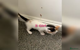 Mixed Breed cats for sale: 5 Adorable Kittens (Ready To Leave 11th October) - Image 6