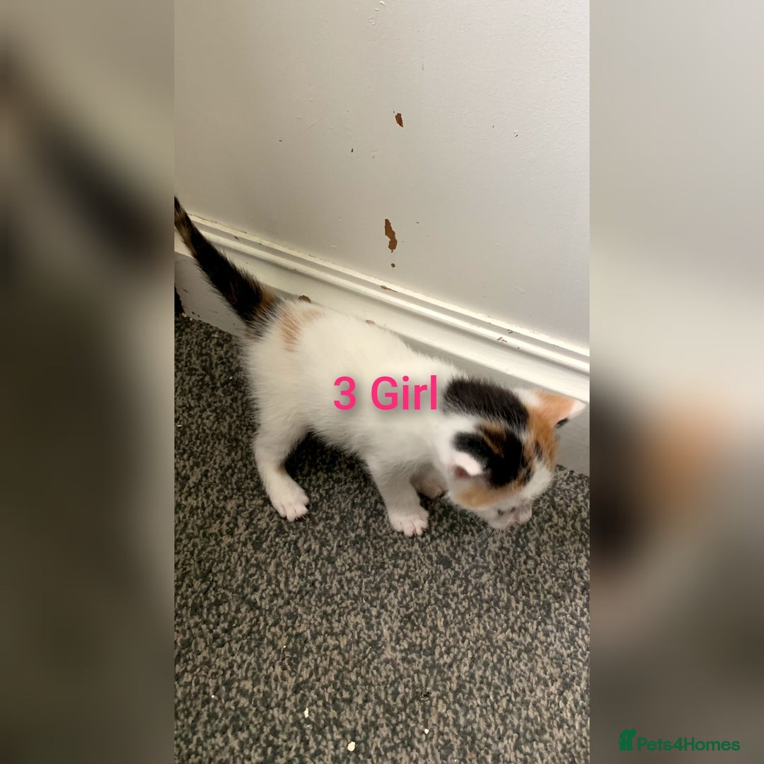 Mixed Breed cats for sale: 5 Adorable Kittens (Ready To Leave 11th October) - Image 6
