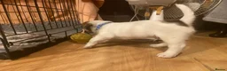 Jack Russell dogs for sale: 1 beautiful boy Jack Russell left  - Advert 13