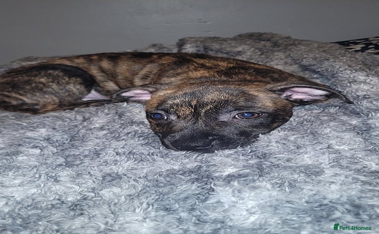 Staffordshire Bull Terrier dogs - Advert 10
