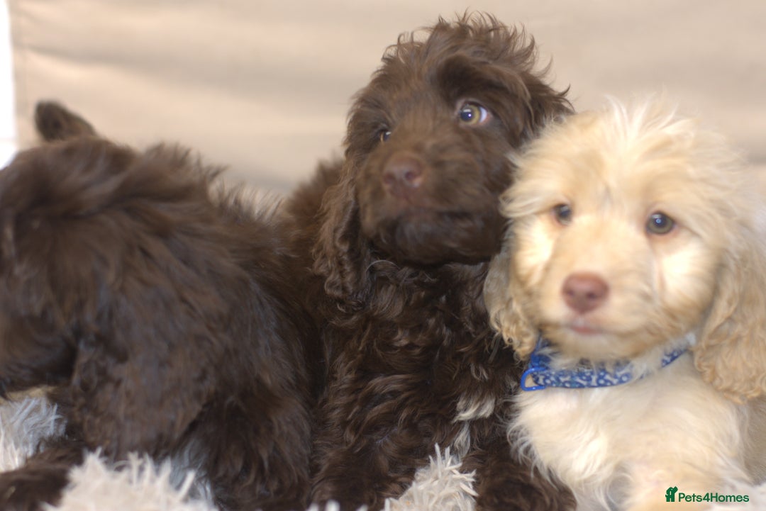 Cockapoo dogs for sale: F1 Cockapoo Puppies  - Image 5