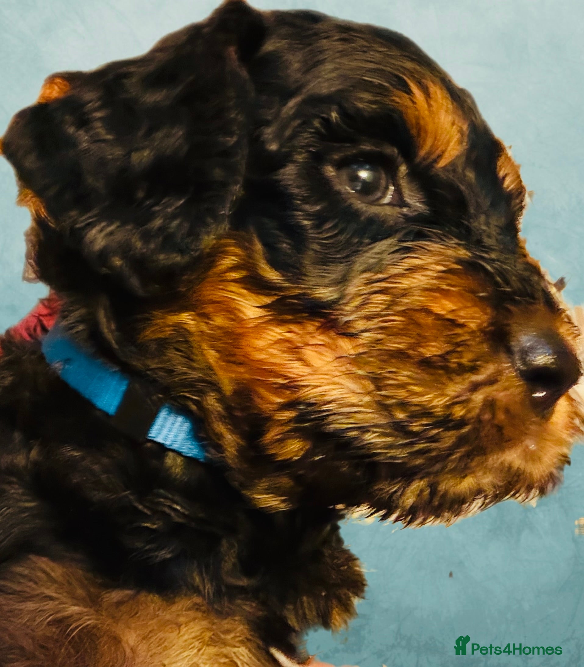 Mixed Breed dogs Stunning litter of Gordon Doodles. - Advert 2