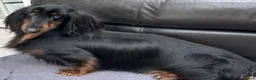 Dachshund dogs for sale: Standard Long hair Girl - Advert 3