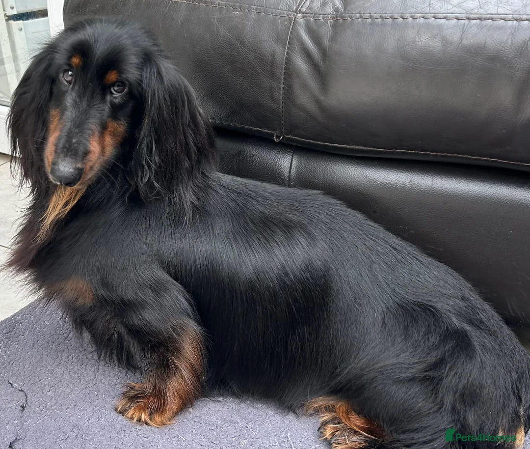 Dachshund dogs for sale: Standard Long hair Girl - Advert 3