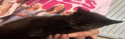 Mixed Breed cats for sale: Ready now last 2 Beautiful kittens - Advert 15