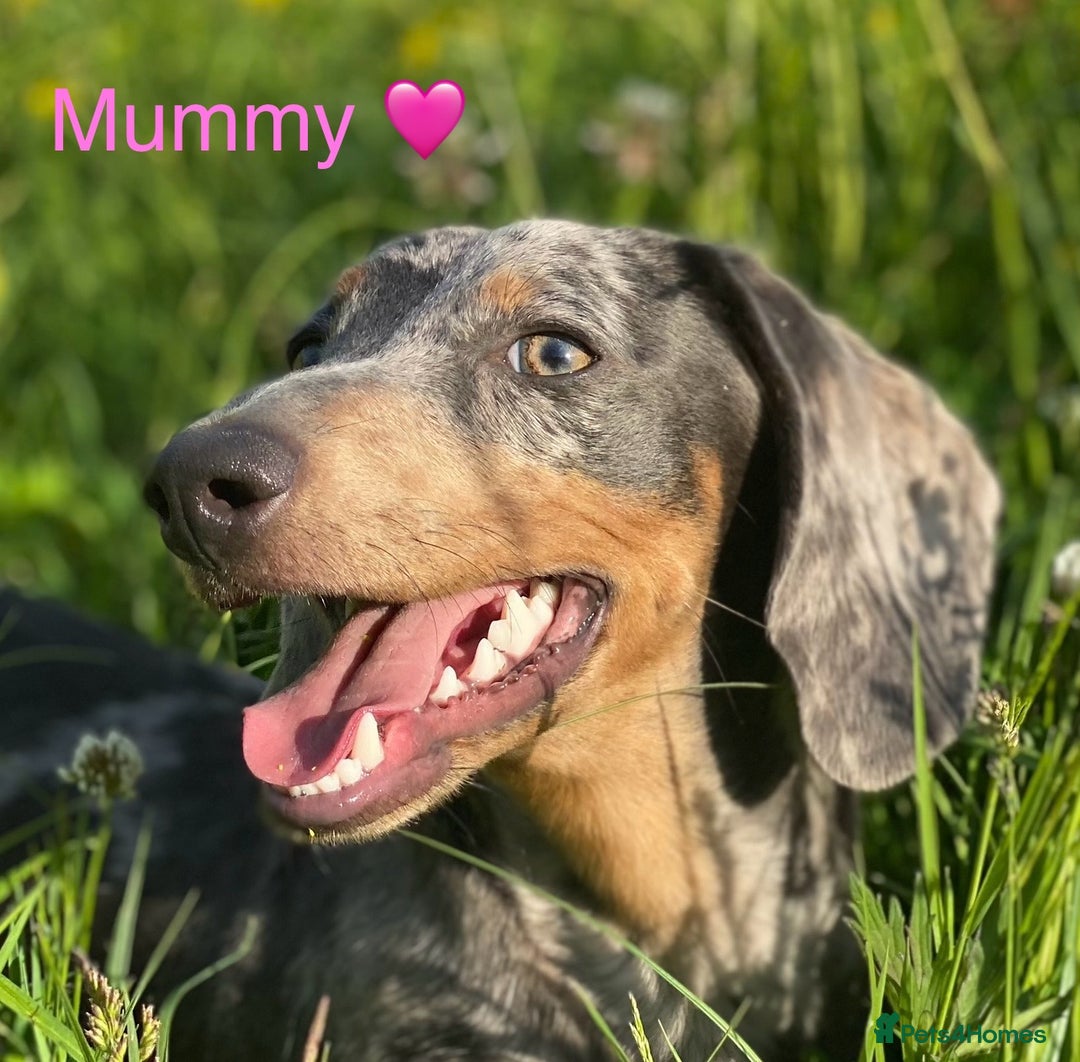Miniature Dachshund dogs for sale: BLUE DAPPLE AND TAN BABY SAUSAGE AND HER MOTHER 💕 - Image 4