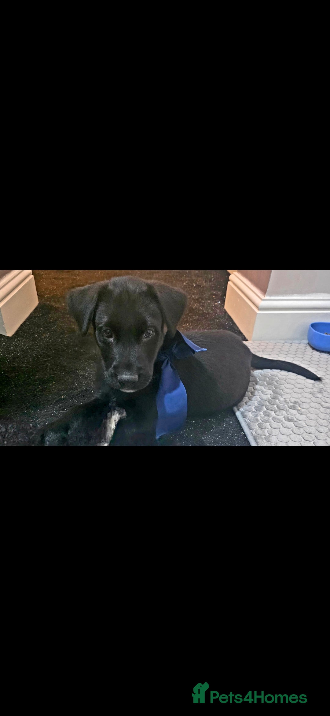 Mixed Breed dogs for sale: STUNNING RED FOX LABRADOR X SPECIAL SIBERIAN HUSKY - Advert 1