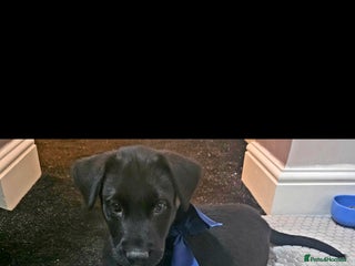 Mixed Breed dogs STUNNING RED FOX LABRADOR X SPECIAL SIBERIAN HUSKY - Advert 15