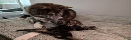 Mixed Breed cats for sale: Kitten 15 weeks old - Advert 2