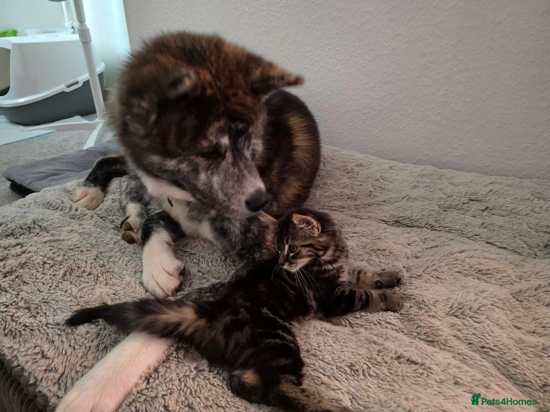 Mixed Breed cats for sale: Kitten 15 weeks old - Advert 2