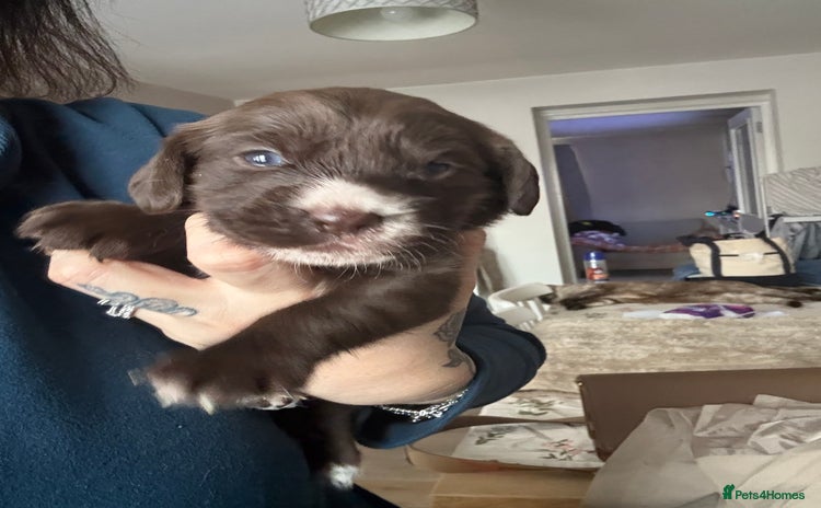 Cockerdor dogs - Advert 1