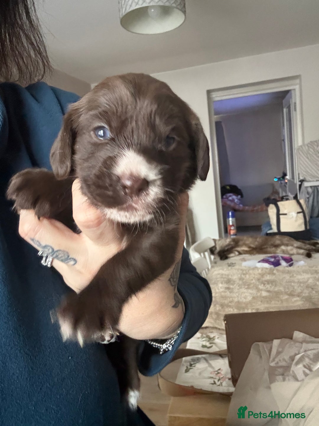 Cockerdor dogs for sale: Beautiful Cockerador Puppies  - Image 1