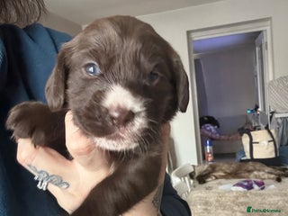 Cockerdor dogs - Advert 1