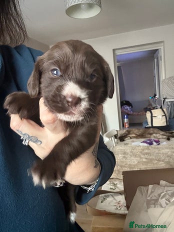 Cockerdor dogs - Advert 1