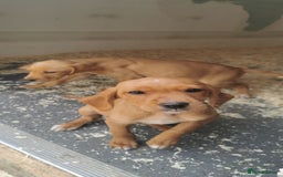 Mixed Breed dogs for sale: Beautiful litter of f1 setterdors  - Image 4