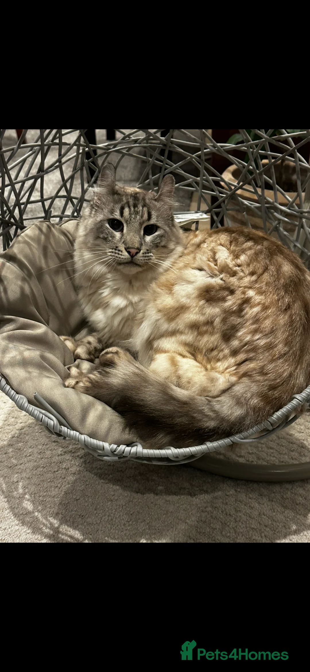 Keetso cats for sale: Enzo the snow leopard Keetso  - Advert 9