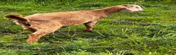 Goats livestock for sale: Mixed ages Anglo Nubian/Toggenburg/Boer cross - Advert 10