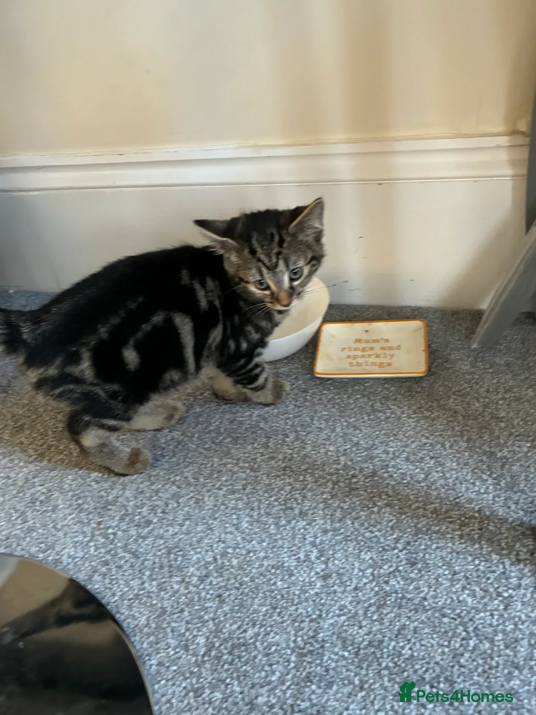 Norwegian Forest Cat cats for sale: 2 Tabby kittens - Advert 2