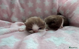 British Shorthair cats for sale: Beautiful British Shorthair Registered Kittens  - Image 7