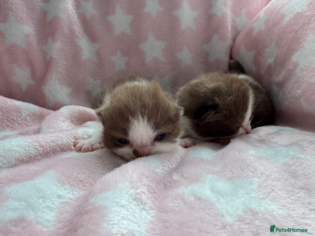British Shorthair cats for sale: Beautiful British Shorthair Registered Kittens  - Image 7