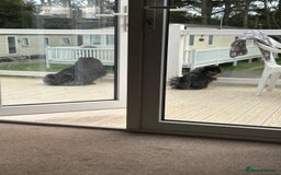 Pomeranian dogs for sale: Pure Fluffy Pomeranians - Image 7