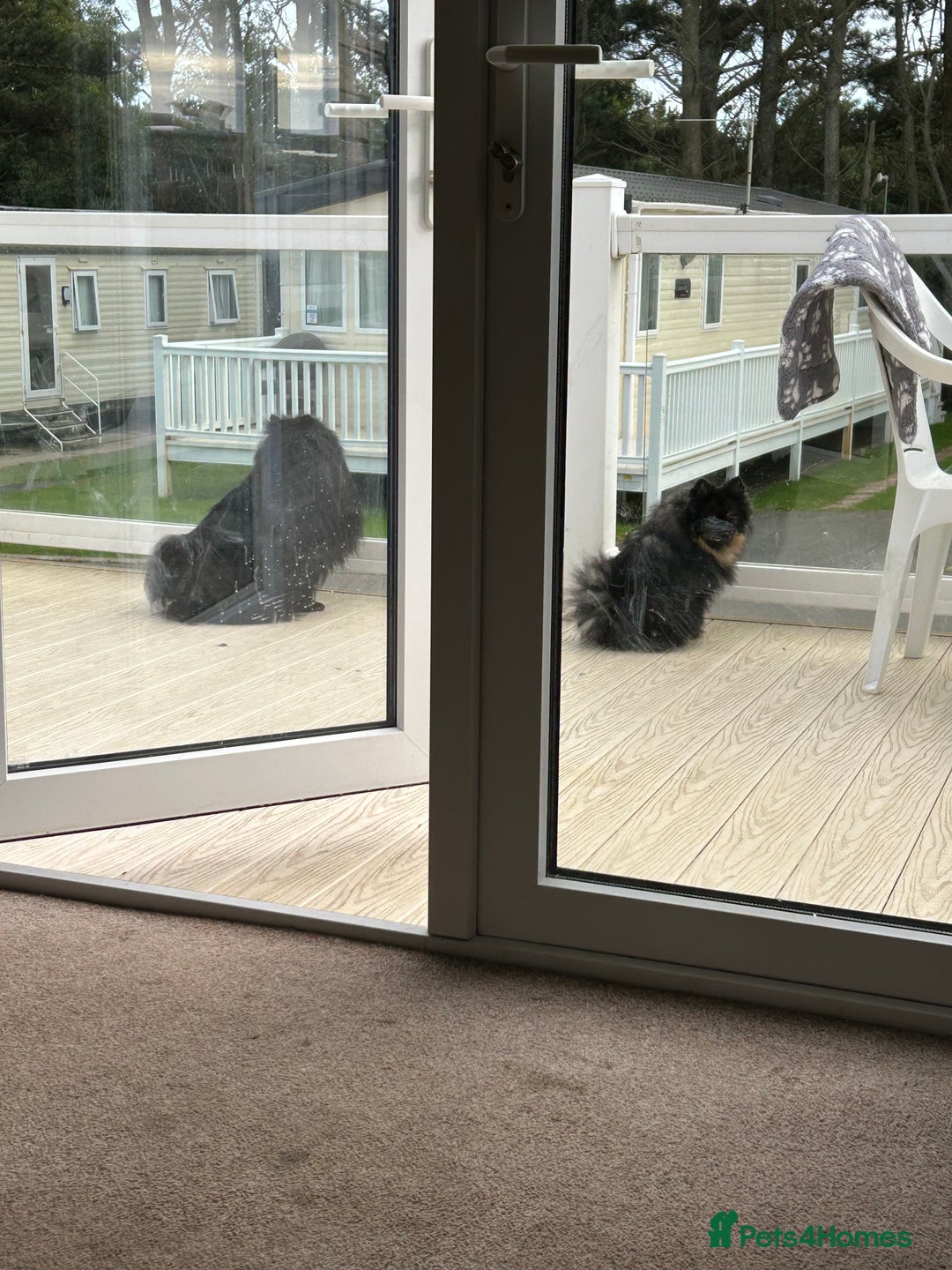 Pomeranian dogs for sale: Pure Fluffy Pomeranians - Image 7