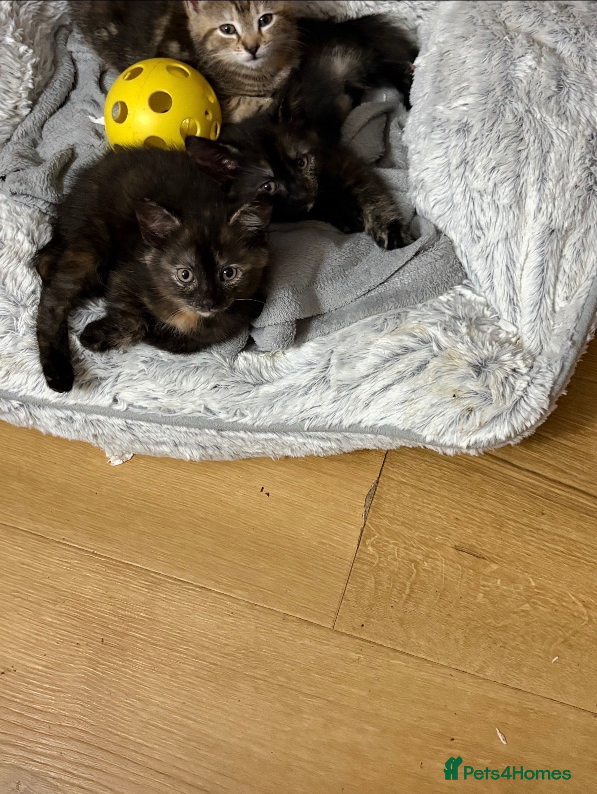 Mixed Breed cats Black tabby kittens  - Advert 1
