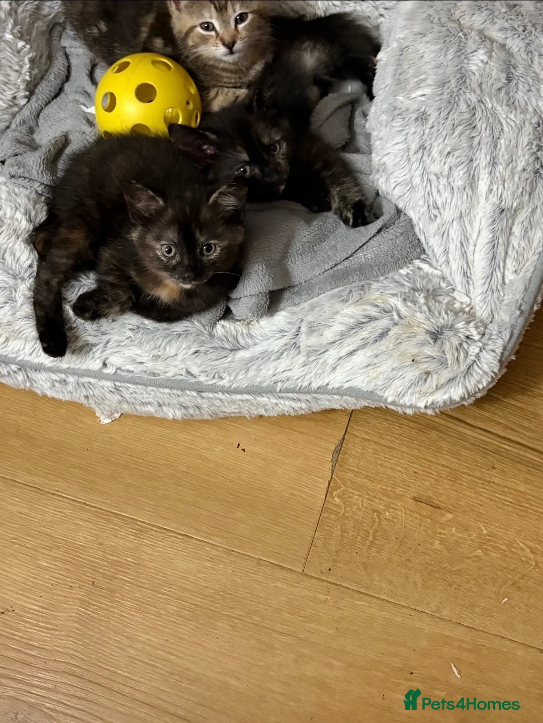 Mixed Breed cats for sale: Black tabby kittens  in Stoke-on-Trent - Advert 1