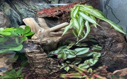 Gecko reptiles for sale: Male Crested Gecko & Bioactive Terrarium  - Image 7