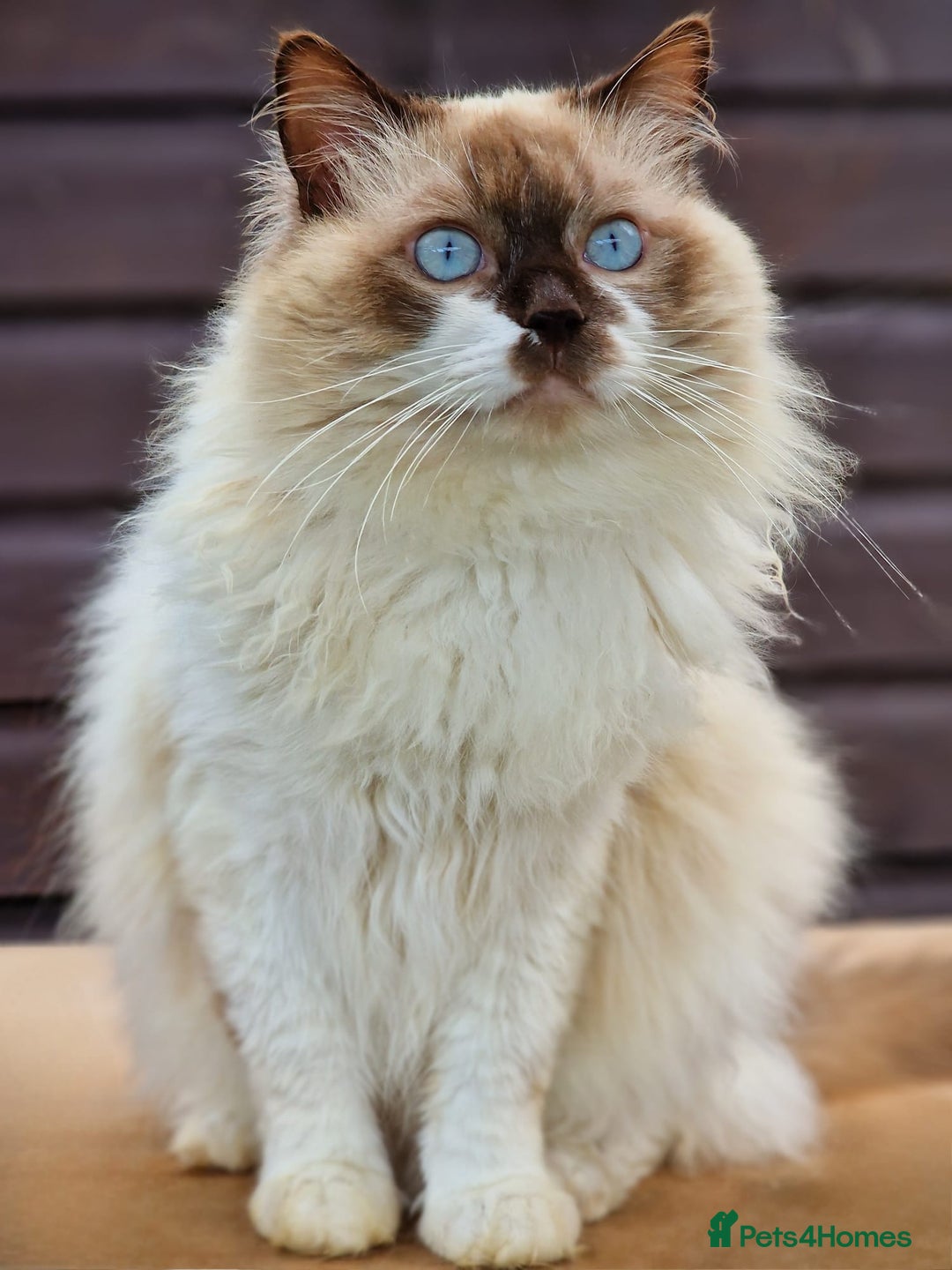 Ragdoll cats for sale: Ragdolls Due 12th August  - Image 4