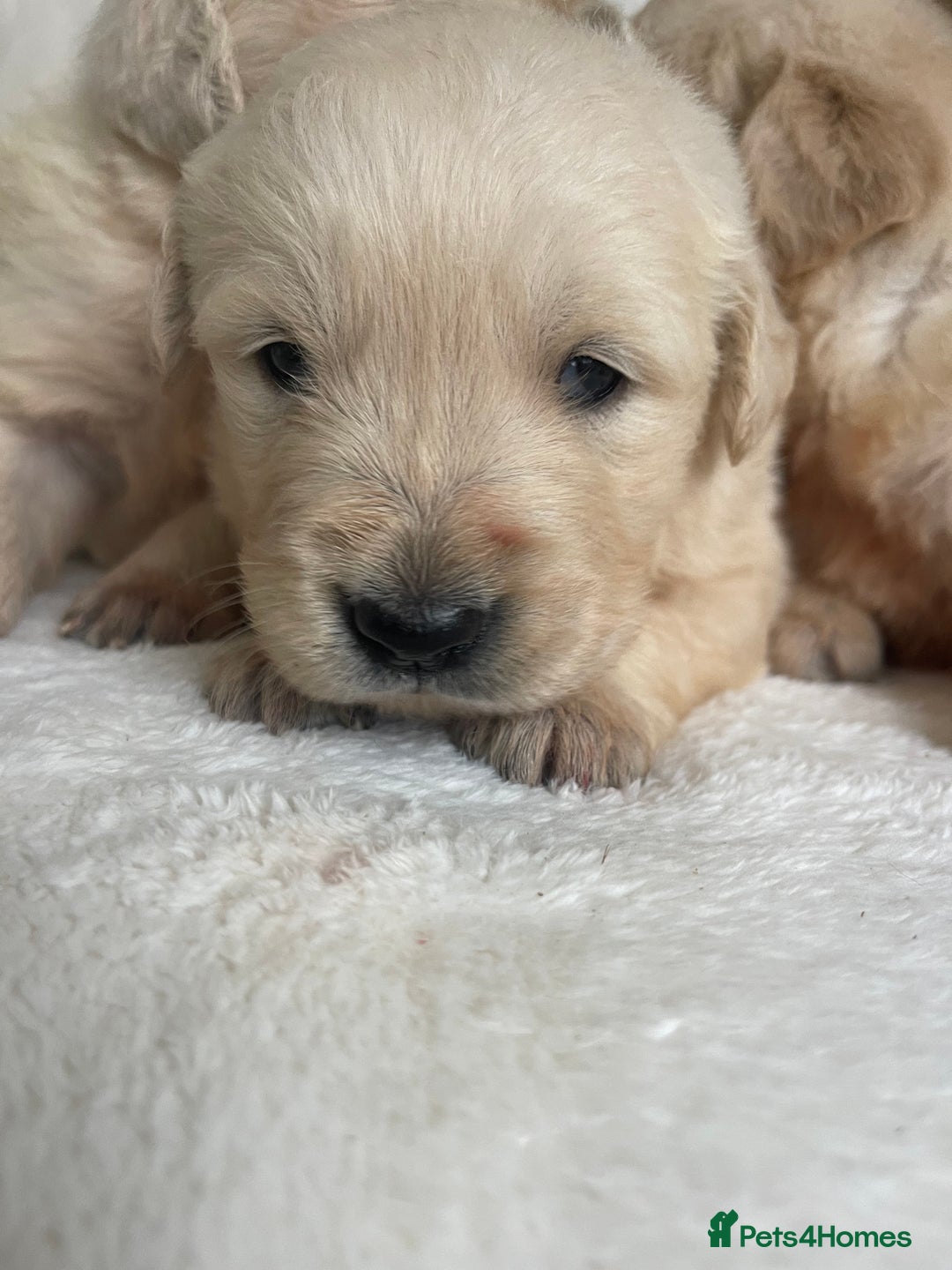 Golden Retriever dogs for sale: STUNNING KC DNA TESTED RETRIEVERS - Advert 5