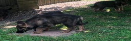 German Shepherd dogs for stud: German Shepherd standing at stud only in Stafford - Advert 6