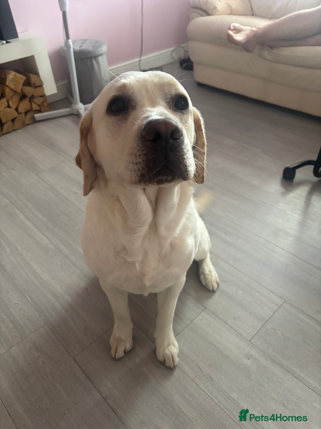 Labrador Retriever dogs for sale:  Labrador puppies - Image 5