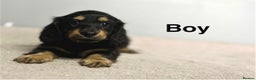 Miniature Dachshund dogs for sale: Longhair mini dachshund  - Advert 7