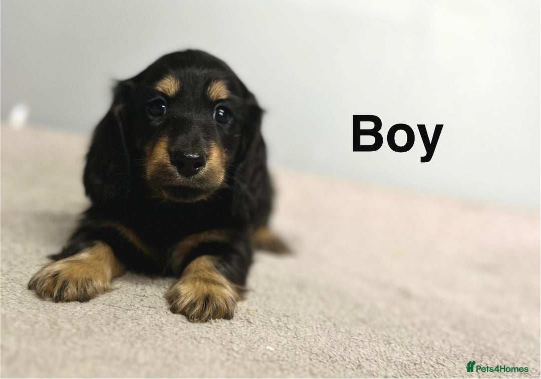 Miniature Dachshund dogs for sale: Longhair mini dachshund  - Advert 7