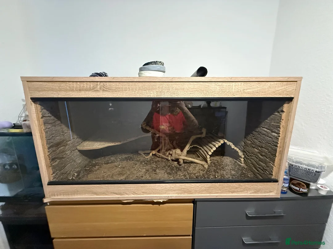 Bearded Dragon reptiles for sale: Red Hypo Leatherback Bearded Dragon - Advert 2