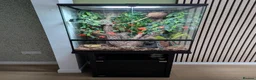 Gecko reptiles for sale: Female Crested Gecko & Setup - Advert 5