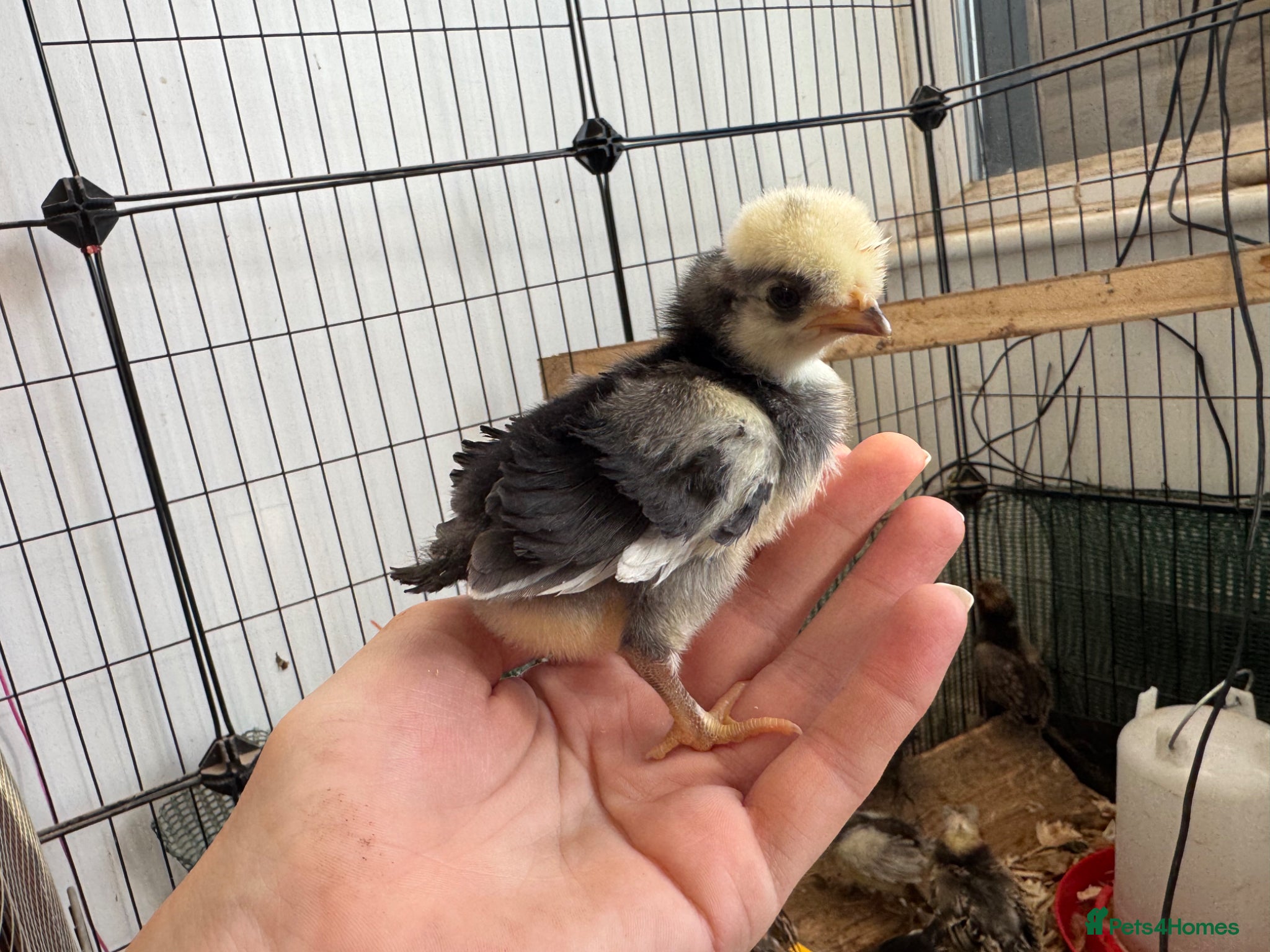 Chickens poultry ~FRIZZLE~ Polish Chicks (smooth also available) - Advert 1