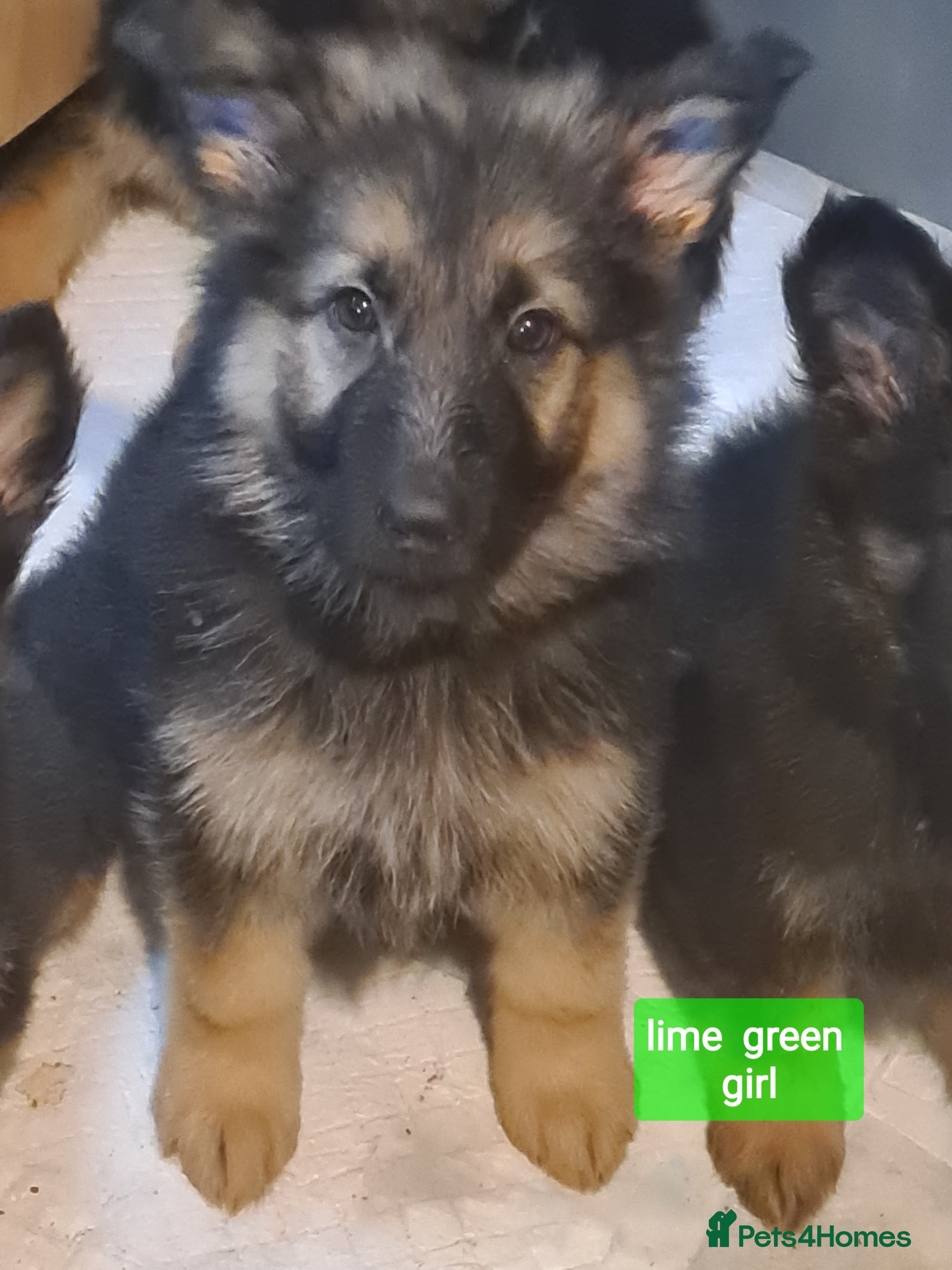 German Shepherd dogs German shepherd puppies - Advert 11