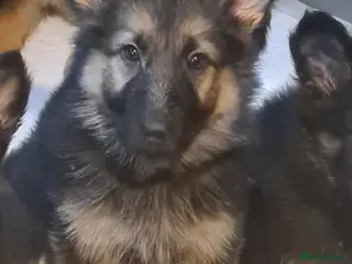 German Shepherd dogs German shepherd puppies - Advert 11